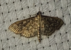 Herpetogramma pertextalis