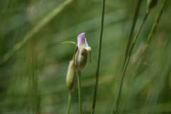 Calochortus superbus