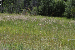 Calochortus superbus