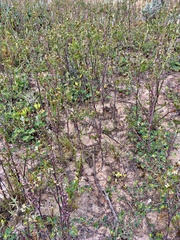 Carrichtera annua