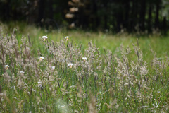 Calochortus superbus