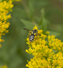 Cnemidandrena