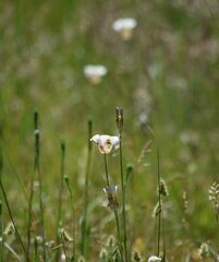 Calochortus superbus