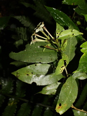 Cestrum acuminatum