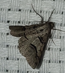 Digrammia continuata