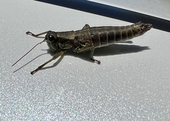 Booneacris glacialis