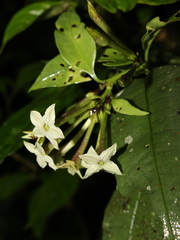Cestrum acuminatum