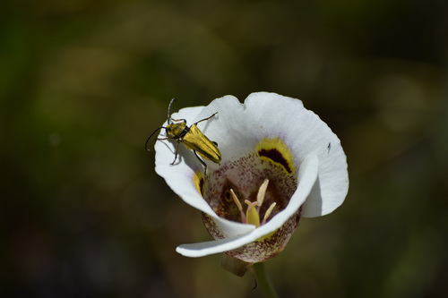 Yellow Velvet Beetle photo 4