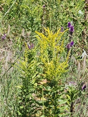 Solidago altissima