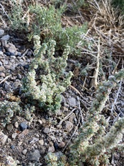 Halogeton