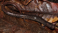 Nototriton brodiei