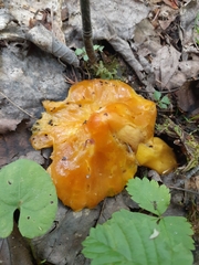 Hygrocybe