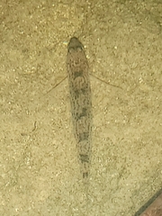 Etheostoma olmstedi