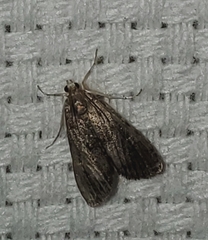 Elophila gyralis
