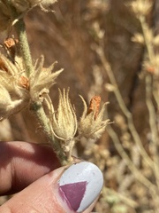 Malacothamnus marrubioides