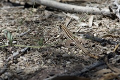 Aspidoscelis sonorae