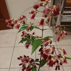 Cestrum fasciculatum