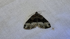 Euphyia intermediata