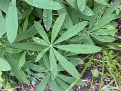 Lupinus arcticus