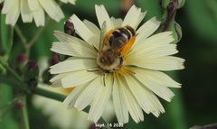 Dasypoda japonica