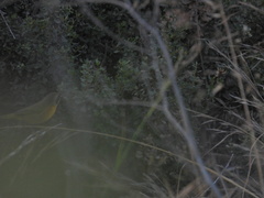 Geothlypis trichas