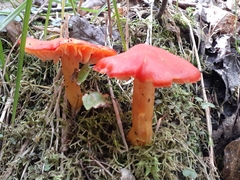 Hygrocybe