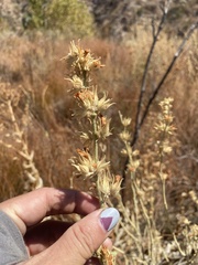 Malacothamnus marrubioides