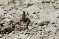 Cicindela ocellata ocellata