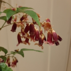 Cestrum fasciculatum