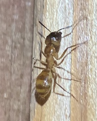 Camponotus festinatus
