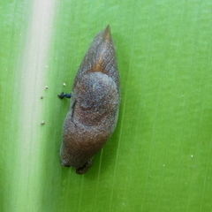 Parmacochlea furca