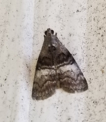 Pococera asperatella