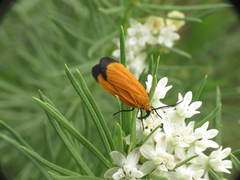 Neoalbertia constans