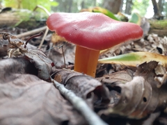 Hygrocybe