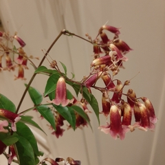 Cestrum fasciculatum