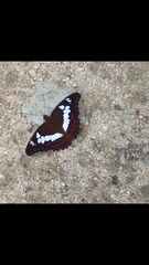 Moduza procris milonia