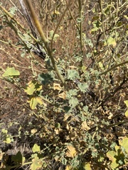 Malacothamnus marrubioides