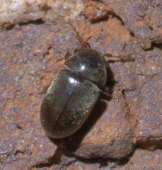Tricorynus