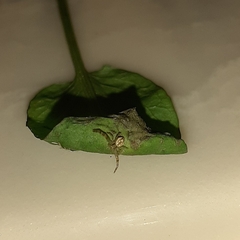 Australomisidia pilula