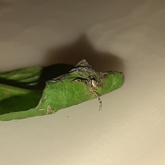 Australomisidia pilula