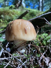 Russula fragrantissima