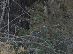 Geothlypis trichas