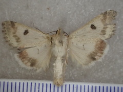 Heliothis punctifera