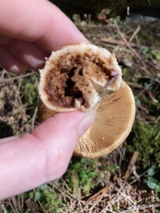 Russula fragrantissima