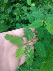 Chamaecrista nictitans