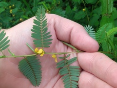 Chamaecrista nictitans
