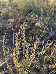 Bouteloua aristidoides