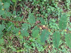 Chamaecrista nictitans