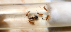 Lasius aphidicola
