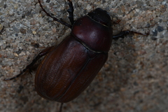 Phyllophaga